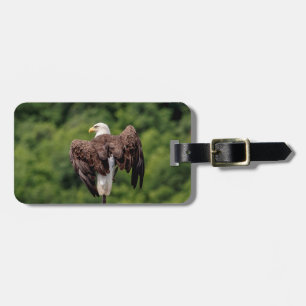 Bald Eagle on a branch Luggage Tag
