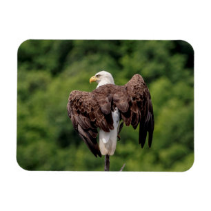 Bald Eagle on a branch Magnet