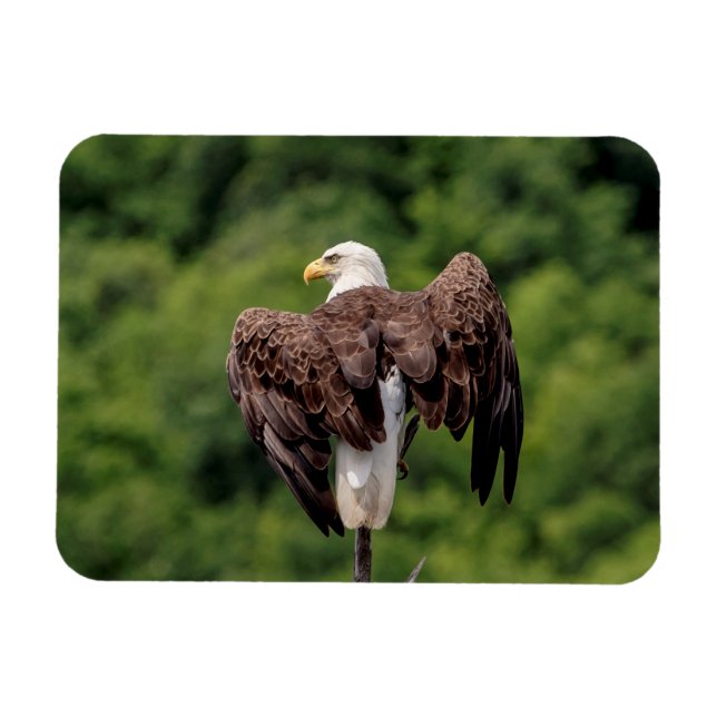 Bald Eagle on a branch Magnet (Horizontal)