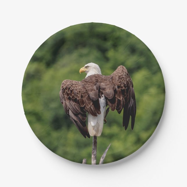 Bald Eagle on a branch Paper Plate (Front)