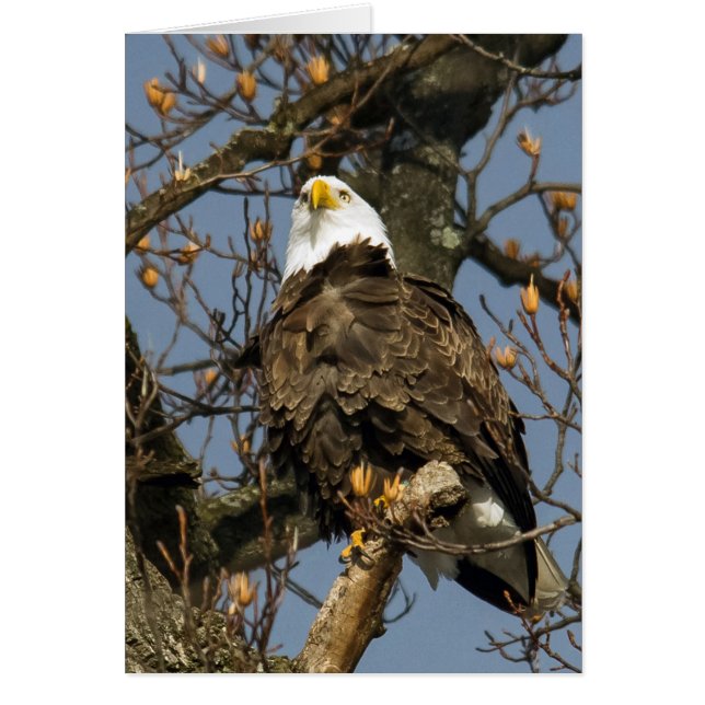 Bald Eagle On A High Perch (Front)