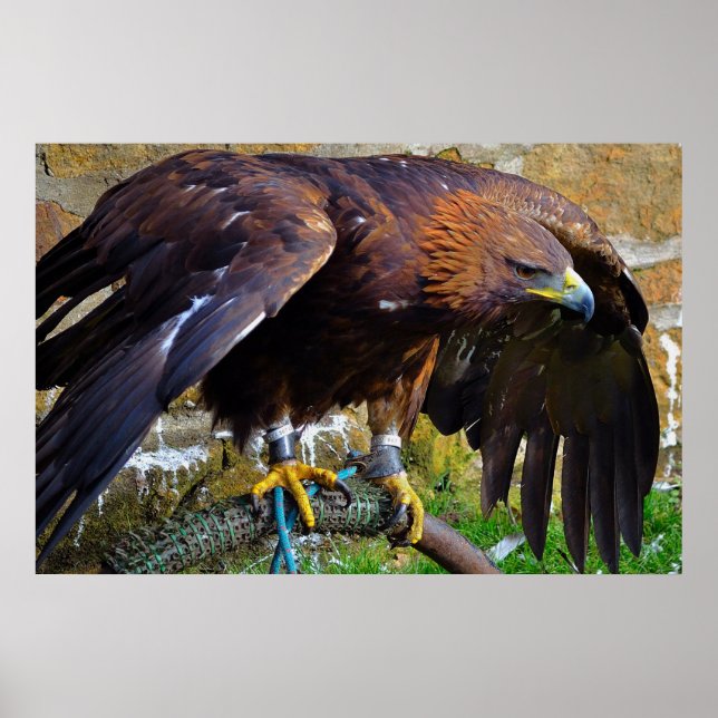 Bald Eagle On A Rope poster (Front)