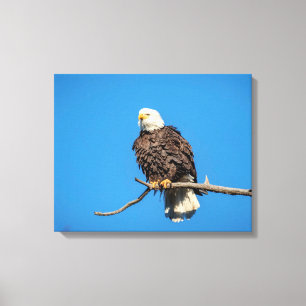 Bald Eagle on a tree branch Canvas Print