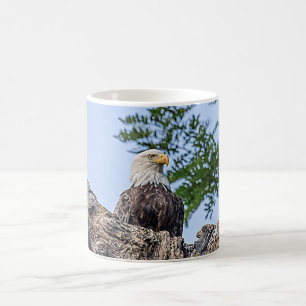 Bald Eagle on a tree branch Coffee Mug