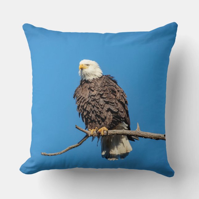 Bald Eagle on a tree branch Cushion (Front)