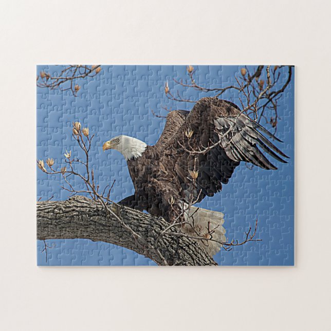 Bald Eagle on a tree branch Jigsaw Puzzle (Horizontal)