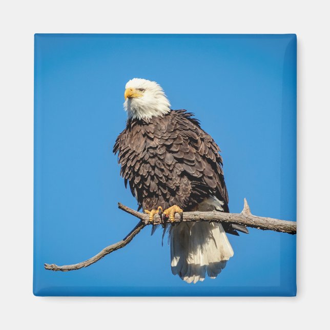 Bald Eagle on a tree branch Magnet (Front)