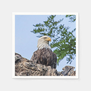 Bald Eagle on a tree branch Napkin