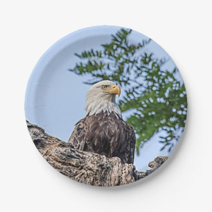 Bald Eagle on a tree branch Paper Plate