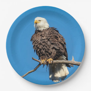 Bald Eagle on a tree branch Paper Plate