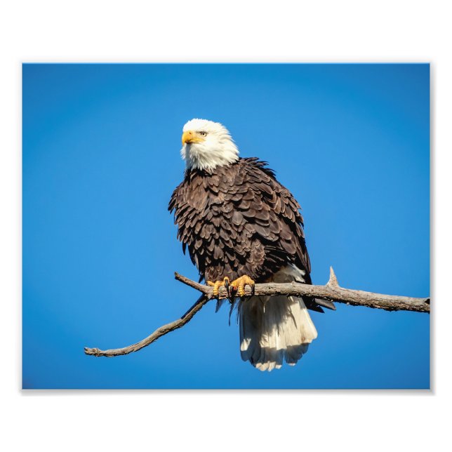 Bald Eagle on a tree branch Photo Print (Front)