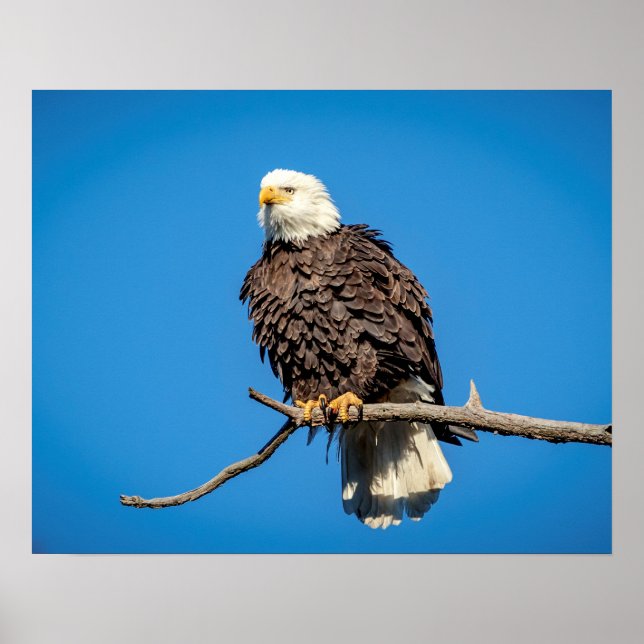 Bald Eagle on a tree branch Poster (Front)