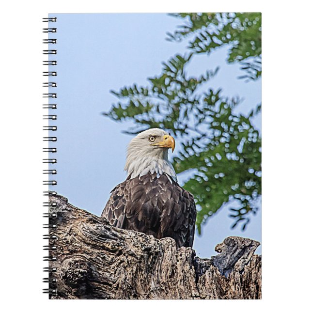 Bald Eagle on a tree branch Spiral Notebook (Front)