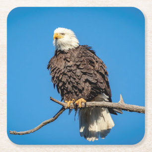 Bald Eagle on a tree branch Square Paper Coaster