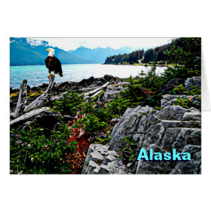 Bald Eagle On Alaska Coast