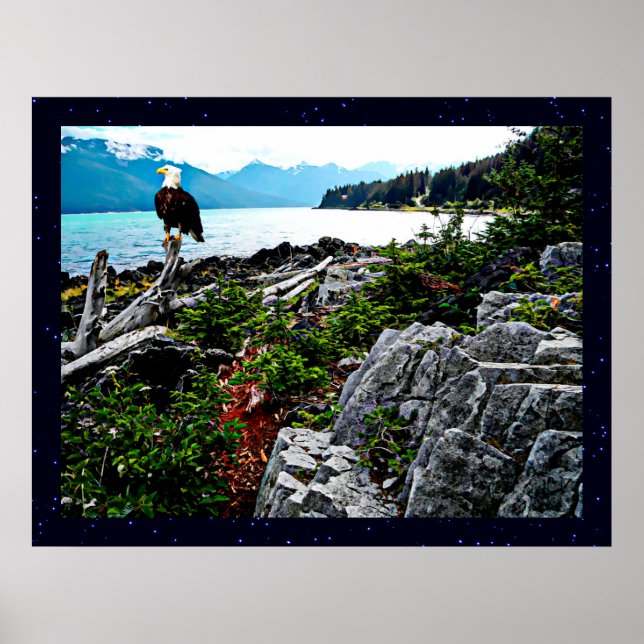 Bald Eagle On Alaska Coast Poster (Front)