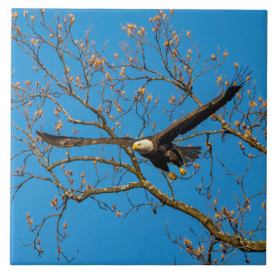 Bald Eagle On Blue Tile
