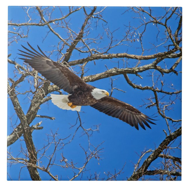 Bald Eagle On Blue Tile (Front)