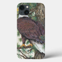 Bald Eagle on Branch