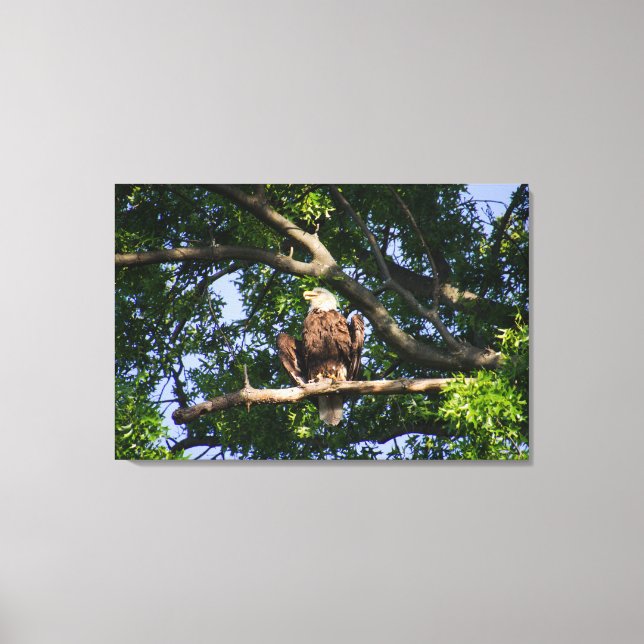 Bald Eagle on Branch Portrait Canvas Print (Front)