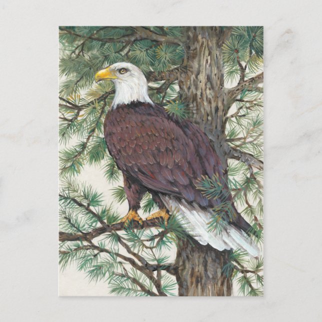 Bald Eagle on Branch Postcard (Front)