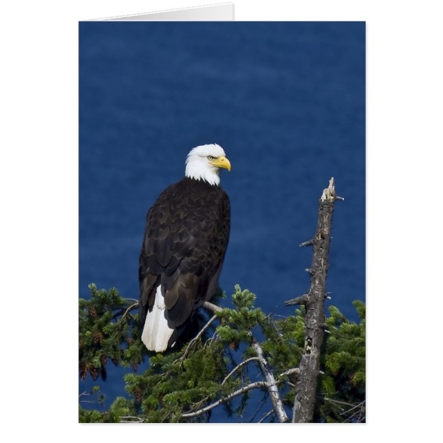 Bald Eagle on Fir Tree - Cards (Front)