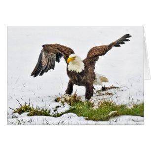 Bald Eagle on Grass and Snow