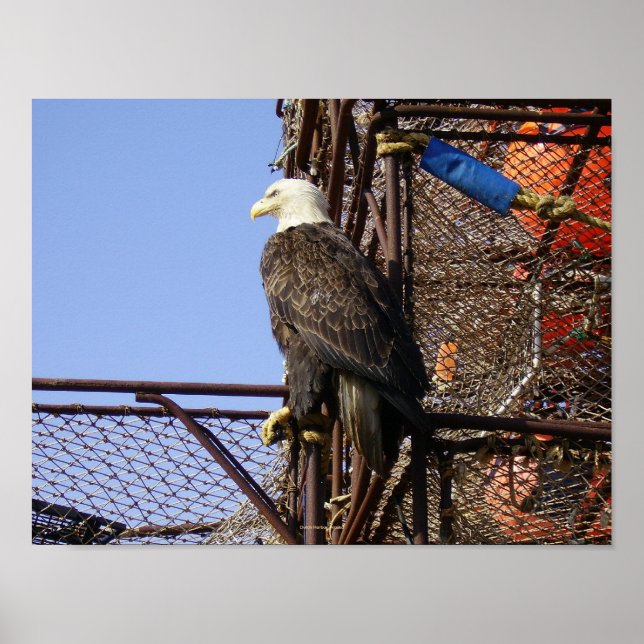 Bald eagle on Stacked Crabpots Poster (Front)