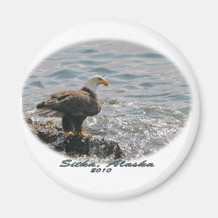 Bald Eagle on the Beach Magnet