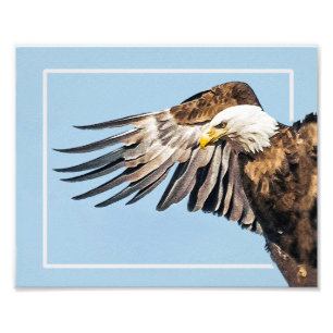 Bald Eagle on the Wing Photo Print