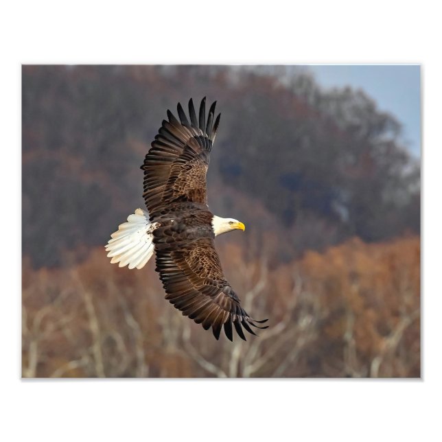 Bald Eagle Over Autumn Trees Photo Print (Front)