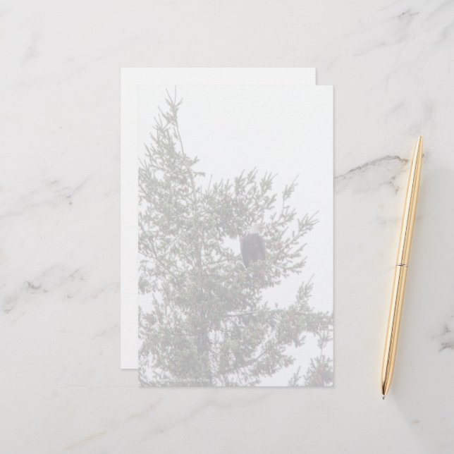 Bald Eagle P2825 (Front/Back In Situ)