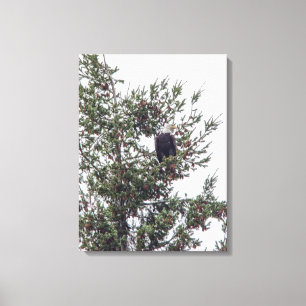Bald Eagle P2825 Canvas Print