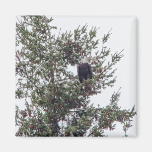 Bald Eagle P2825 Magnet