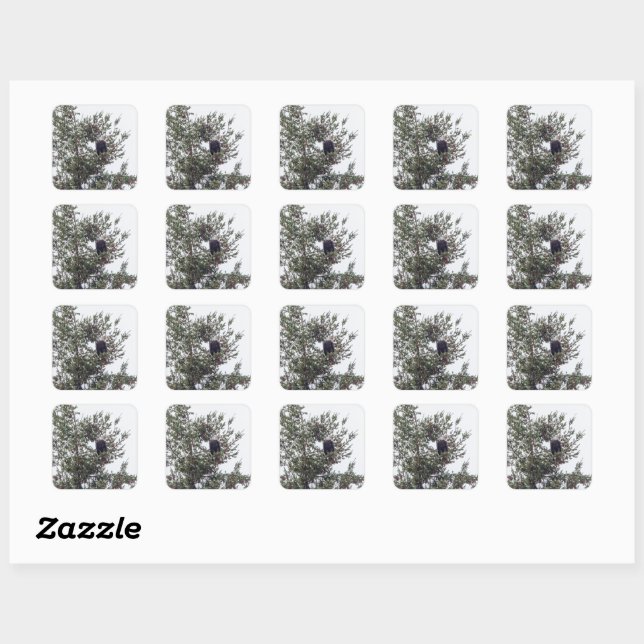 Bald Eagle P2825 Square Sticker (Sheet)
