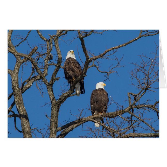 Bald Eagle Pair (Front Horizontal)