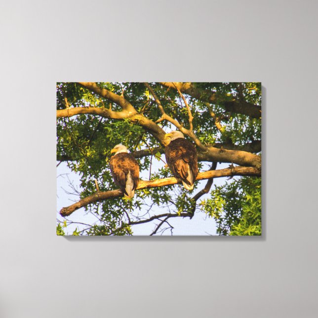 Bald Eagle Pair Canvas Print (Front)