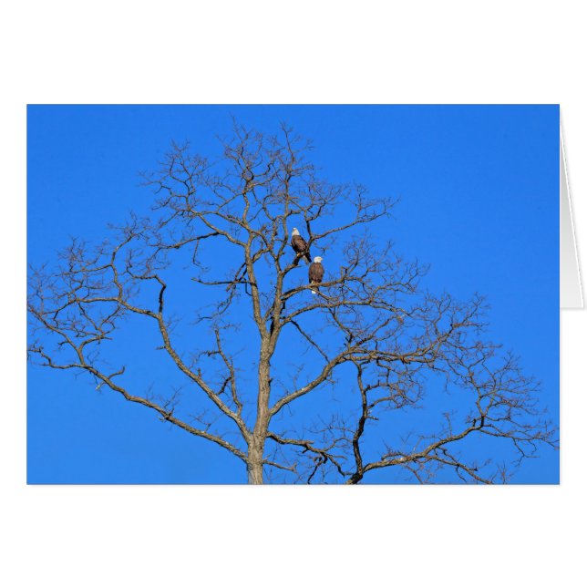 Bald Eagle Pair in Tree (Front Horizontal)