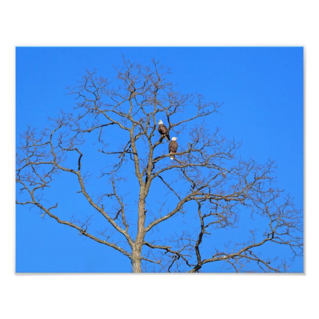 Bald Eagle Pair in Tree Photo Print (Front)
