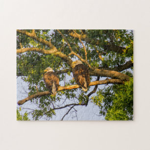 Bald Eagle Pair Jigsaw Puzzle