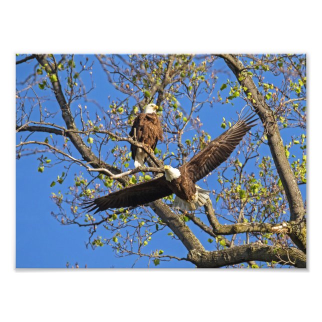 Bald Eagle Pair Photo Print (Front)