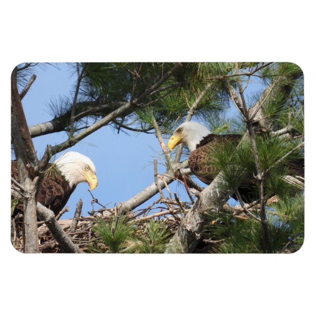 Bald Eagle Pair tending to nest  Magnet (Horizontal)