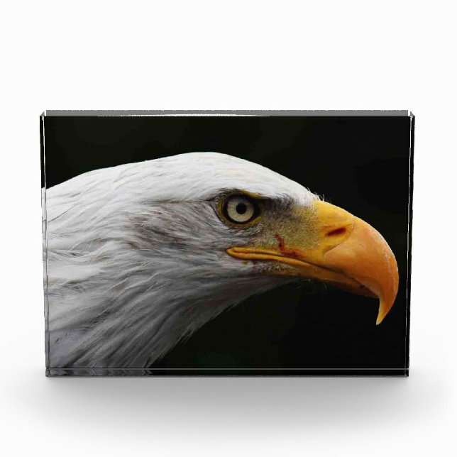 Bald Eagle pbcna Photo Block (Front)