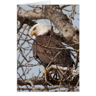 Bald Eagle Perched in a Tree