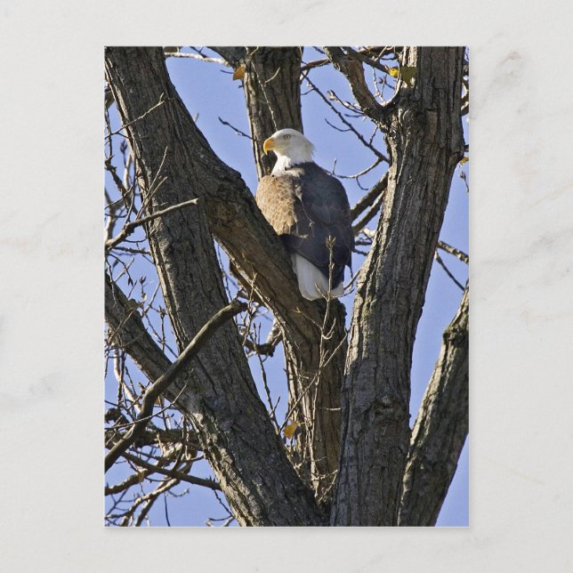 Bald eagle perched in tree postcard (Front)