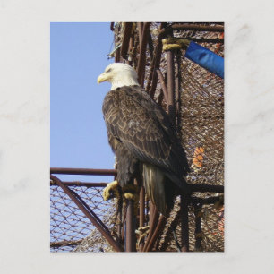 Bald Eagle Perched on Crab Pots Postcard