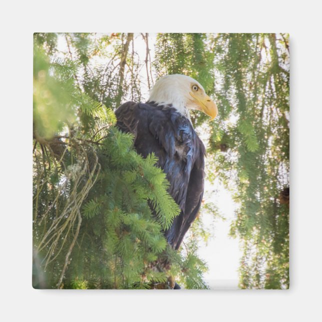Bald Eagle perches in Douglas Fir Magnet (Front)