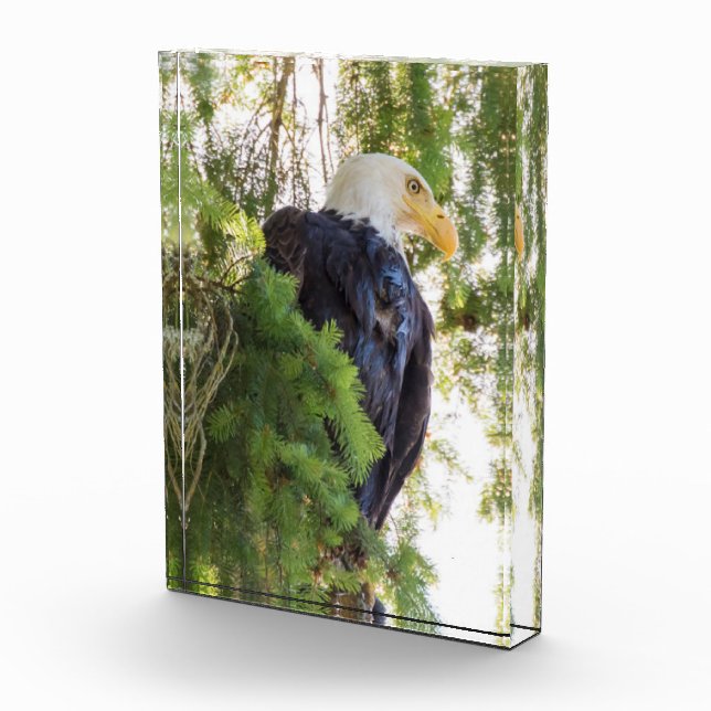 Bald Eagle perches in Douglas Fir Photo Block (Right)