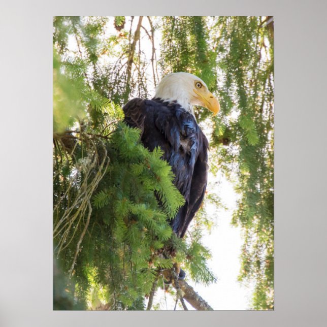 Bald Eagle perches in Douglas Fir Poster (Front)