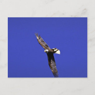 Bald Eagle performing wing-over in full flight Postcard